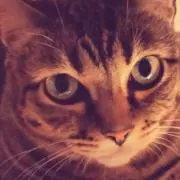 くろすけの画像