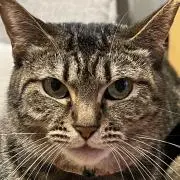 トラの画像