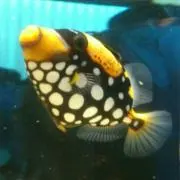 なぎ