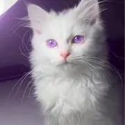 ユウリンの画像