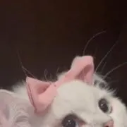 愛の画像