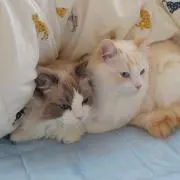 甘の画像