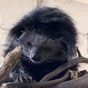 くろすけ