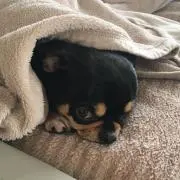 チワワママ