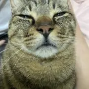 Joycat0507の画像