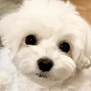 Aの画像