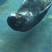 Sの画像