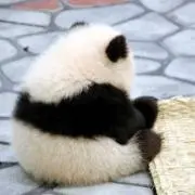 デラ