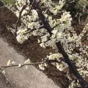はに♪の画像