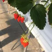 ののの