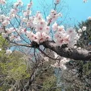 まるの画像