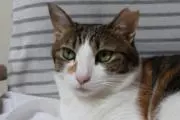 yajioの画像