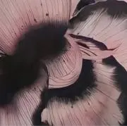 さねきゅうの画像