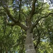 くるくるの画像