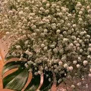 akkoの画像