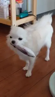 モモちゃんの画像