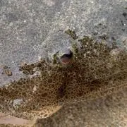 ポン君の画像
