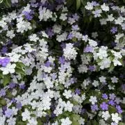 ska⭐︎プロフを必ずご確認を！⭐︎の画像