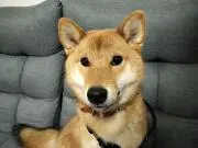 柴犬さくら（断捨離中です。）の画像
