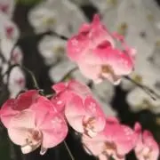 とん☆の画像