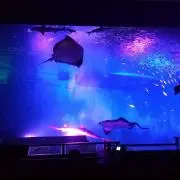 SHOの画像