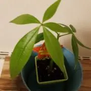 ぱの画像