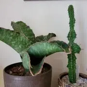 ぐふグフの画像