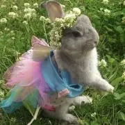 ❁⃘うさみみ❁⃘