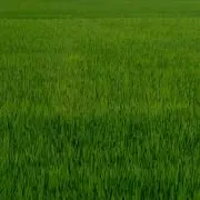 パルピーの画像
