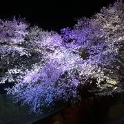 まあさ