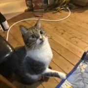 ウルトラの画像