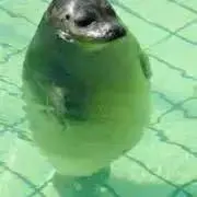 ちょこ☆の画像
