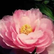 HAROの画像