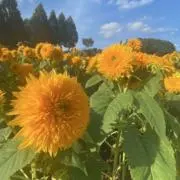 Ranの画像