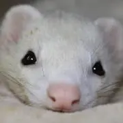 【プロフ必読】ちょびたん