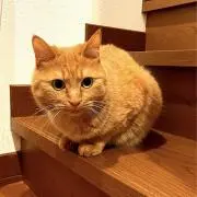 しゃっくの画像