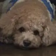 ronronの画像
