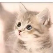 果实の画像