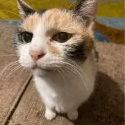 リンたろうの画像
