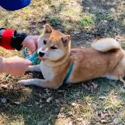 あっちんの画像