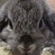 みしぇの画像