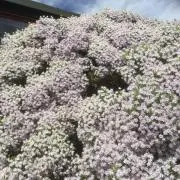 おとくさんの画像