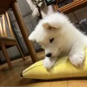 samoyed