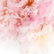 m*ayuの画像