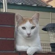 ho2の画像