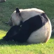 パンくんの画像