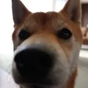がわちゃんの画像