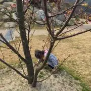 asachan