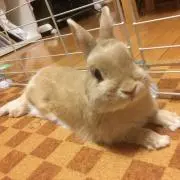 しさひだほ
