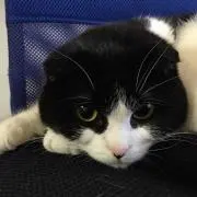 はしこの画像